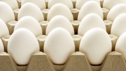 Florida Man Arrested for Throwing Eggs: Authorities 