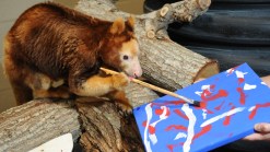 Zoo Miami Animal 