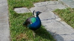 Injured Miami Peacock Needs Relocation