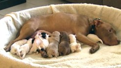 Cute Orphaned Puppies