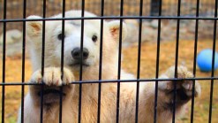 Cute Polar Bear Cub Prepares for New Home