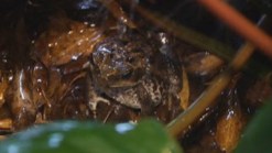 Rainy Weather Brings Toads And Mosquitoes
