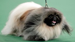 Show Dogs: Westminster 2012