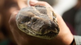 Python Hunt Winds Down in Florida Everglades 