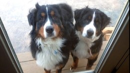 Man Shoots, Kills Neighbor's Dogs