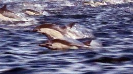 Caught On Cam: Dolphin Stampede