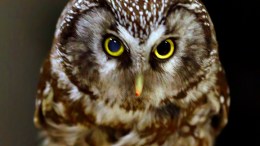Smart Owls Head South For Better Weather