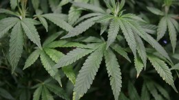 12 Sentenced in Massive Miami-Dade Grow House Operation