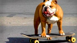 Ruff Rider: Skateboarding Bulldog Wows