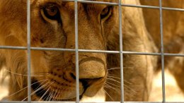Lion Featured on "Ellen" Kills Intern at Calif. Animal Sanctuary