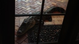 Alligator Shows Up on Parkland Family's Front Porch