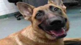 Couple Steals Dog From Shelter