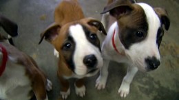 Distemper Testing Continues in Miami-Dade