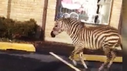 Zebra Runs in New York Streets