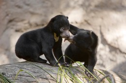 Awwww!  Cute New Zoo Arrivals  