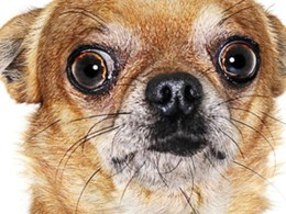 Drunk Man Sexually Assaults Chihuahua