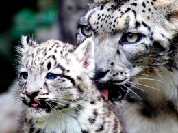 Zoo Babies
