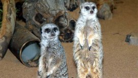 Metro Zoo Meerkat Cam