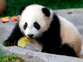 Zoo Babies