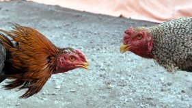 Massive Keys Cockfighting Operation Busted