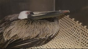 Pelican in Distress Rescued From Tree at Haulover Beach