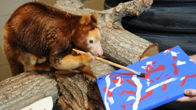Zoo Miami Animal "Artists" Paint for Charity