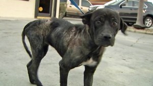 Animal Rights Groups Say Animal Dumping Increasing