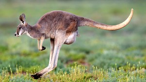 Woman With Kangaroo Asked to Leave McDonald's