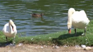 Pair of Aggressive Swans Ruffle Feathers at Apartment Complex