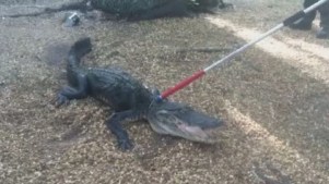 8-Foot Gator Named Glimmer Gets Caught