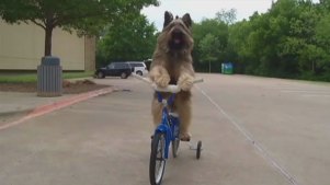 Incredible Bicycle-Riding Dog
