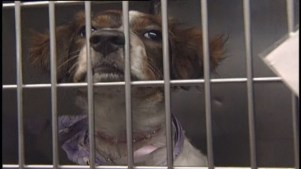 Dade Commission Approves No-Kill Shelter Plan