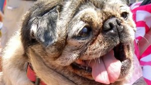 Pug Party for Charity