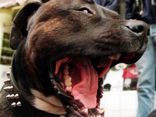 Marines Ban Dogs of War