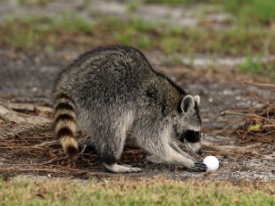 Raccoon Pack Attacks Elderly Woman