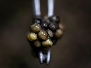 Caviar Farm Reaps Benefits of New Tax Law