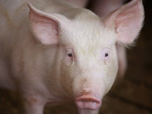 Driver Dies, Animals Scatter in Weston Crash