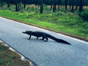 Gator Chomp Prompts Prose From Cop
