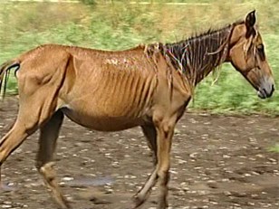 Horse Horror: 11 Emaciated Equines Rescued From Ranch