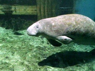 Manatee in Manhattan: Keys Creature Travels to Big Apple