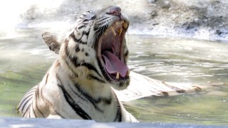 Florida Trainer Clawed on Legs by Tiger at Fair as Children Look On
