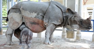 PHOTOS: Baby Indian Rhino