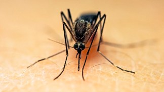 Genetically Modified Mosquitoes