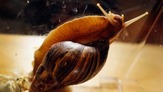 Giant Snails Invading Miami-Dade