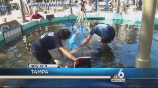 Manatee Deaths Caused by Red Tide Near Record