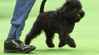 "Banana Joe" Best in Show
