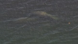 Raw Video: Manatees Off Brickell