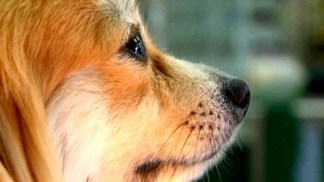 Diamond in the "Ruff"