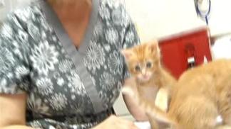 Marcy the Dog Adopts Two Kittens