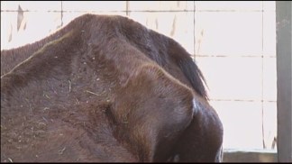 Starving Horses, Injured Dog Found on Southwest Miami-Dade Property